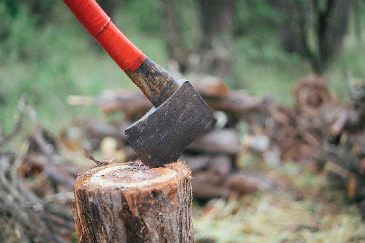 The Steps Involved in Our Tree Care Process in The Homesteads, TX